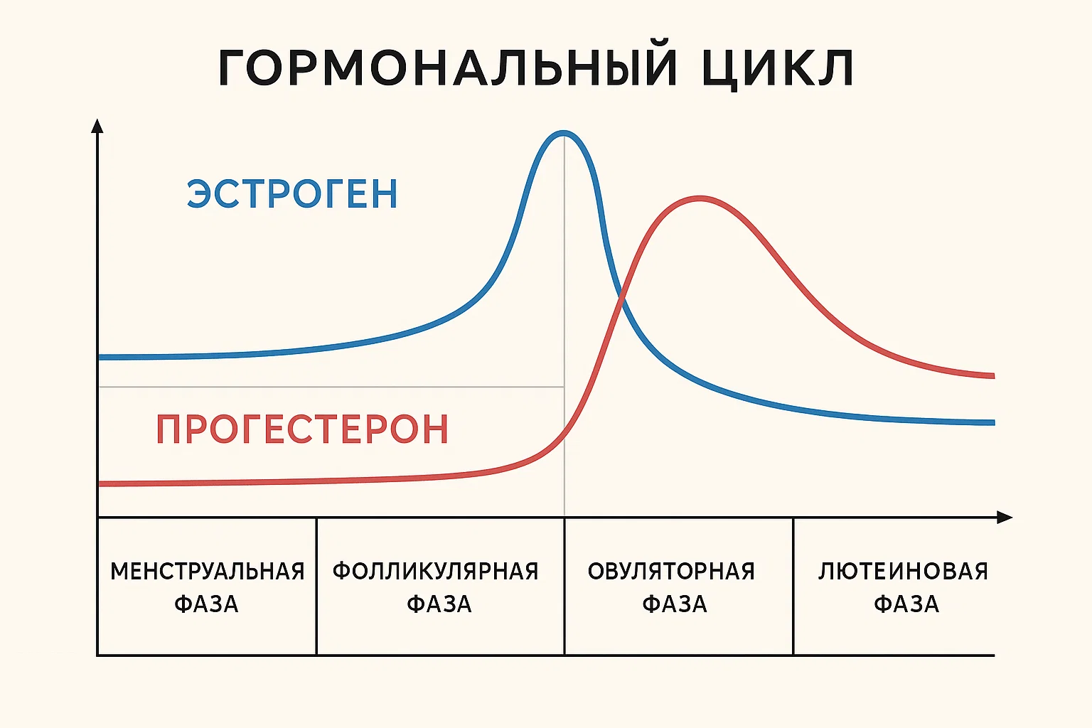 Гормональный цикл женщины