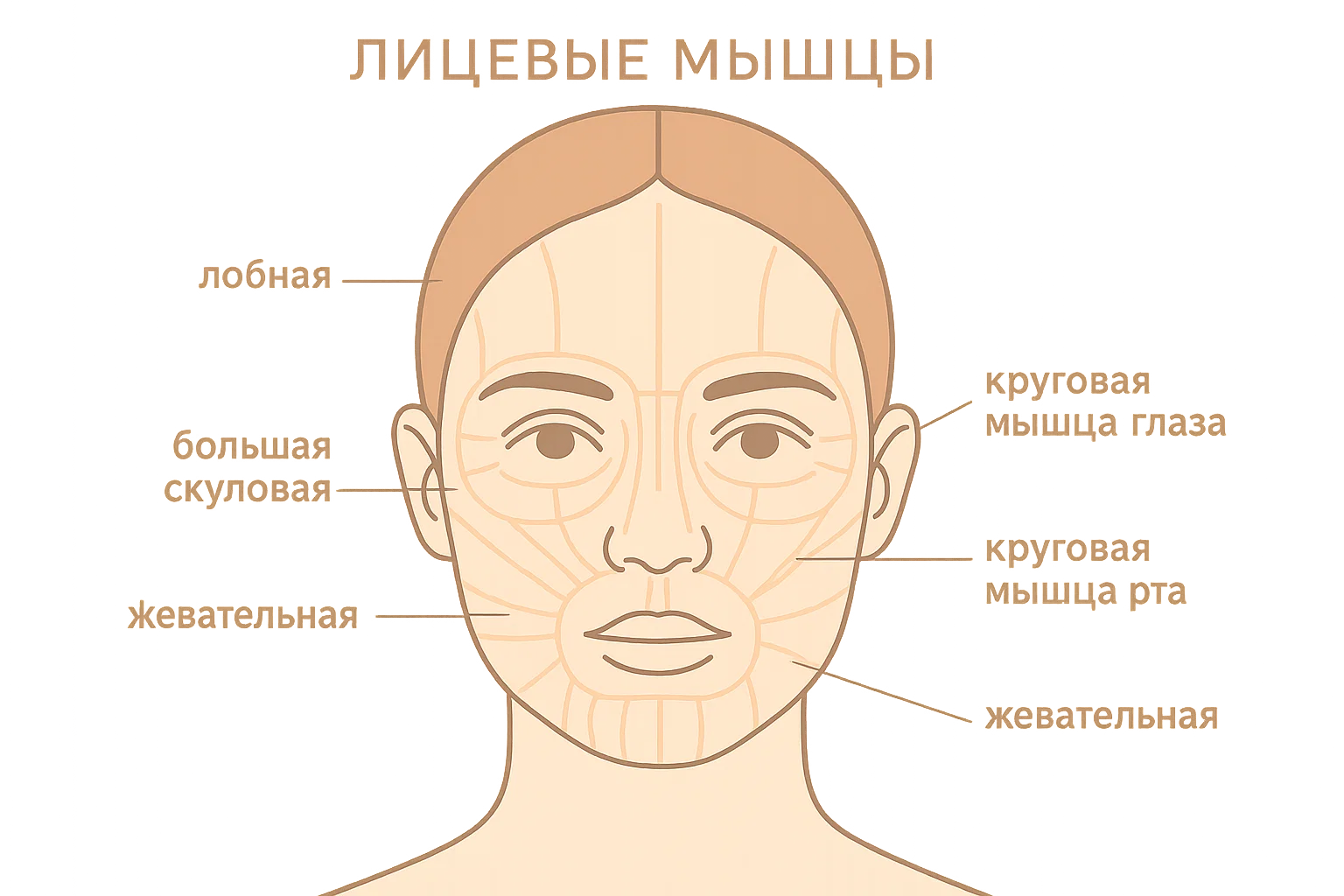 Схема лицевых мышц и зон тейпирования
